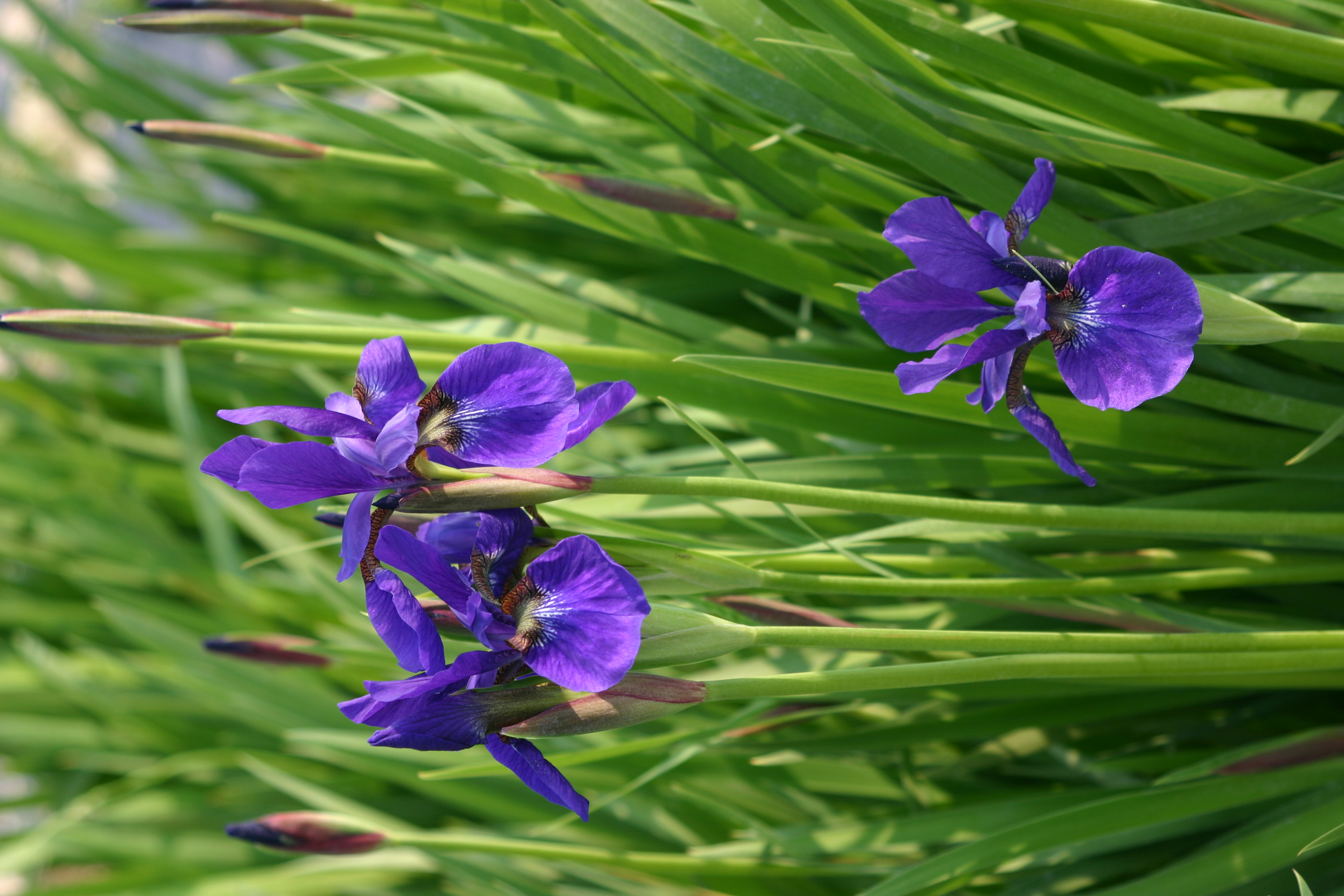 Iris nertschinskia